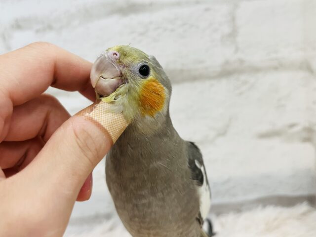 オカメインコ