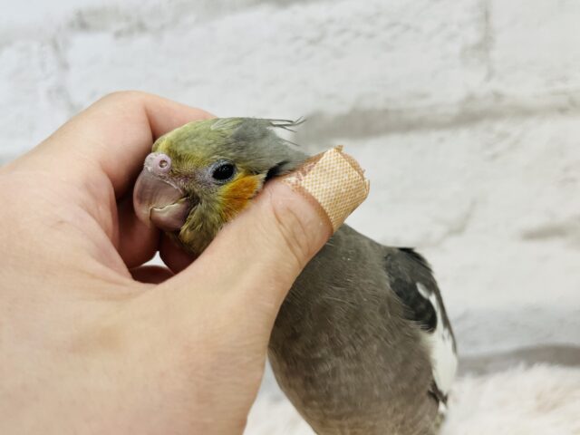 オカメインコ