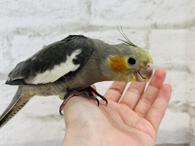 オカメインコ