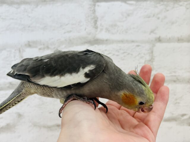 オカメインコ