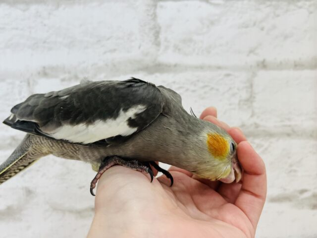 オカメインコ