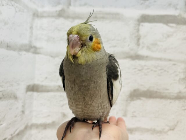 オカメインコ