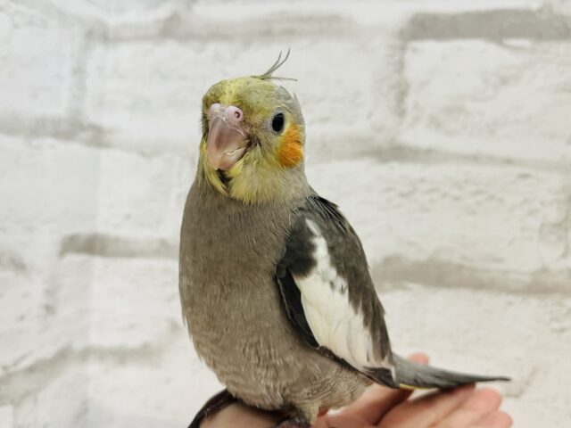 オカメインコ