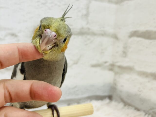 オカメインコ