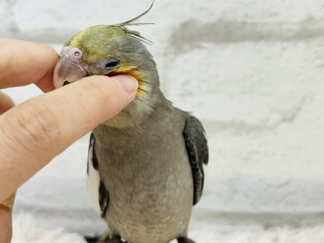 オカメインコ