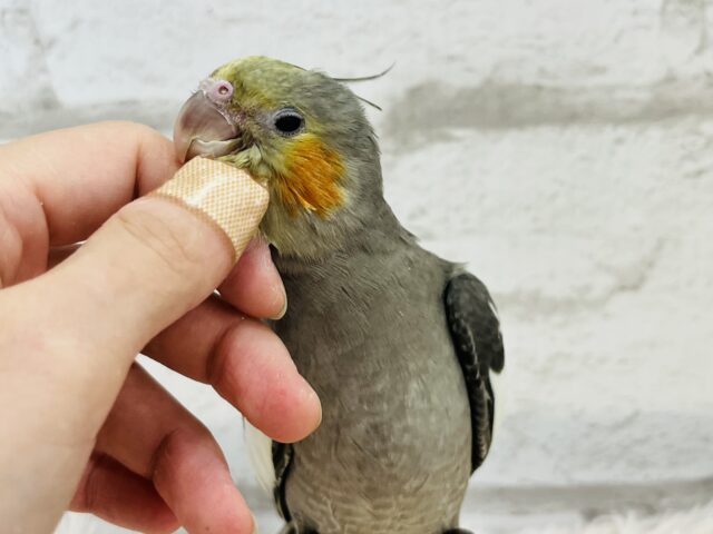 オカメインコ