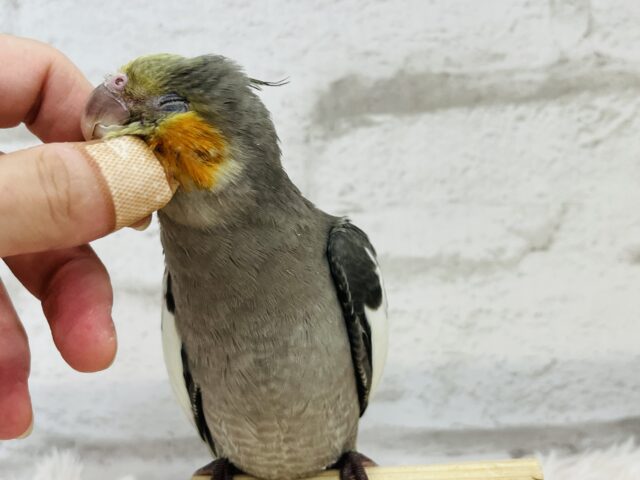 オカメインコ