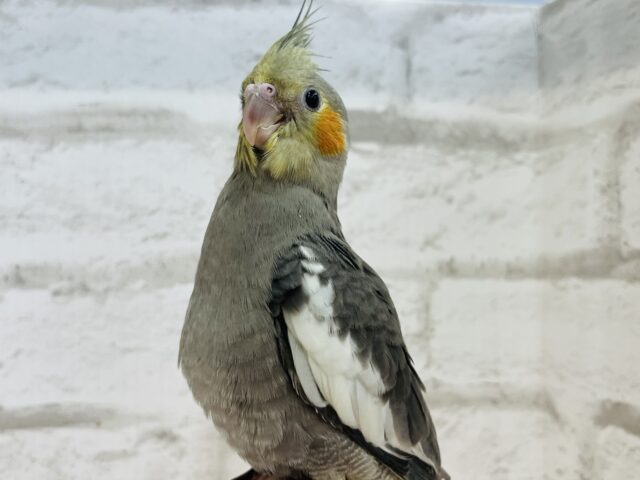 オカメインコ