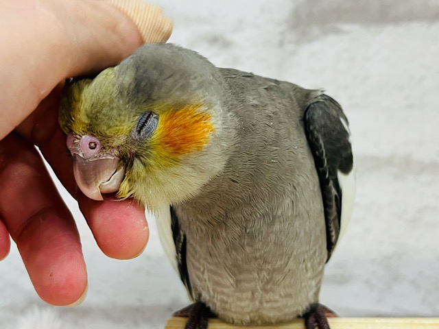 【最新画像更新🪄】おめめきらきら〜✨ミニミニ怪獣🦖オカメインコ(ノーマル) ヒナ