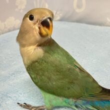 ✨最新画像✨キラッと🌟隠れた美のオーロラ💎💚.*コザクラインコ(ブルーチェリー2024年8月生まれ)
