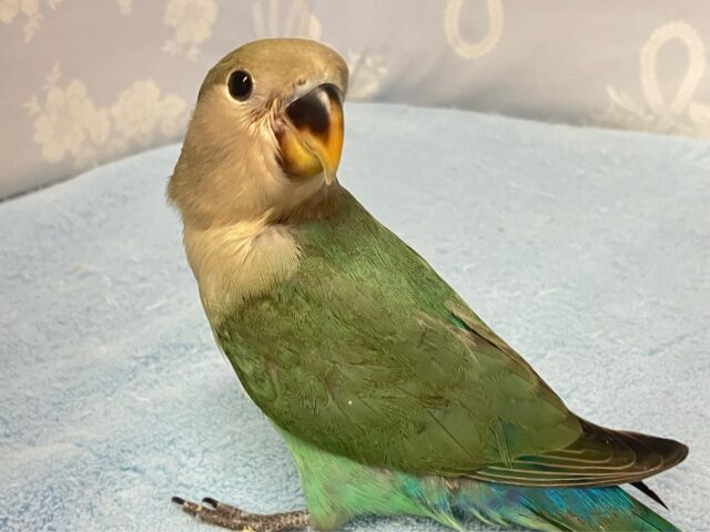 ✨最新画像✨キラッと🌟隠れた美のオーロラ💎💚.*コザクラインコ(ブルーチェリー2024年8月生まれ)