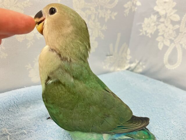 コザクラインコ（小桜インコ）