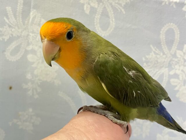 コザクラインコ（小桜インコ）