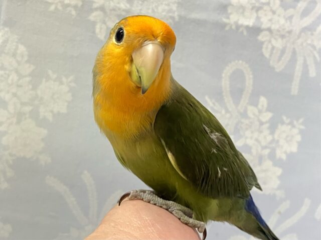 コザクラインコ（小桜インコ）