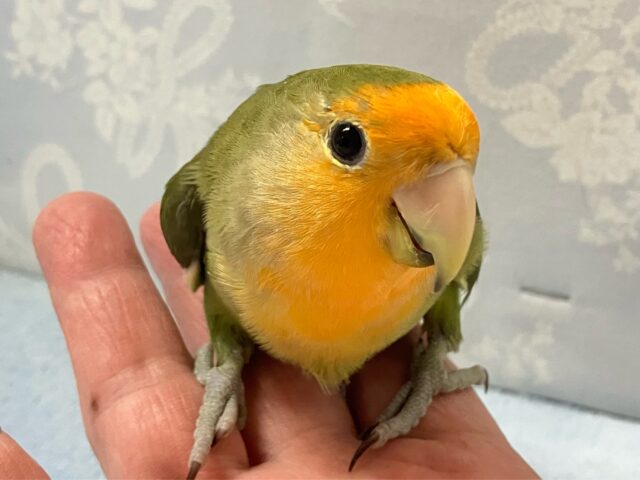 コザクラインコ（小桜インコ）