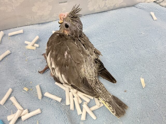 オカメインコ