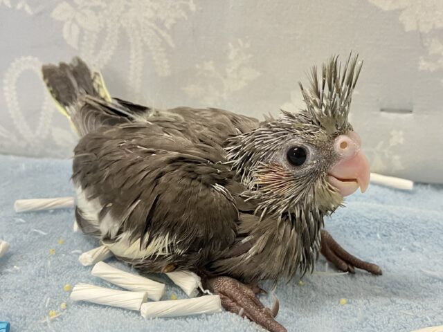 オカメインコ