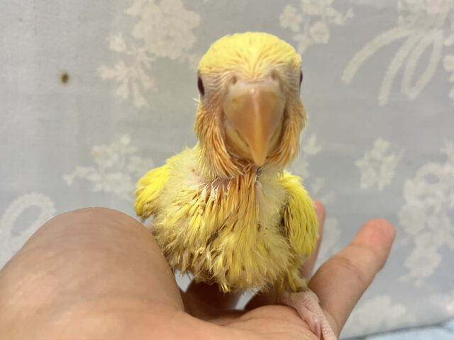 コザクラインコ（小桜インコ）