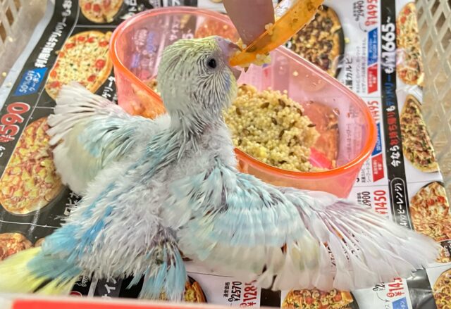 セキセイインコ