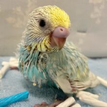 『アピール食べ』炸裂？！😳❤️‍🔥お茶目なコ🫶セキセイインコ(パステルレインボースパングルパイド2024年8月生まれ)