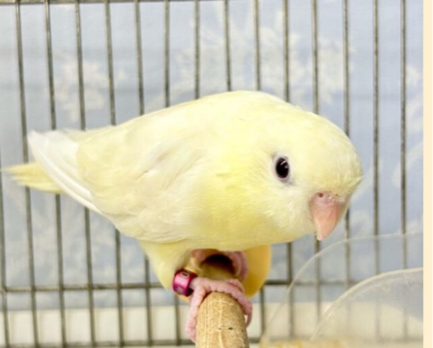 ゆる〜くまったりクリィミ〜🤭💛サザナミインコ(クリーム) 2022年11月生まれ