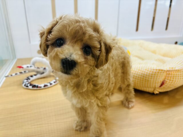 かまってくれなきゃイ〜〜ヤッ♡ミックス犬ちゃん(ビションフリーゼ×トイプードル)