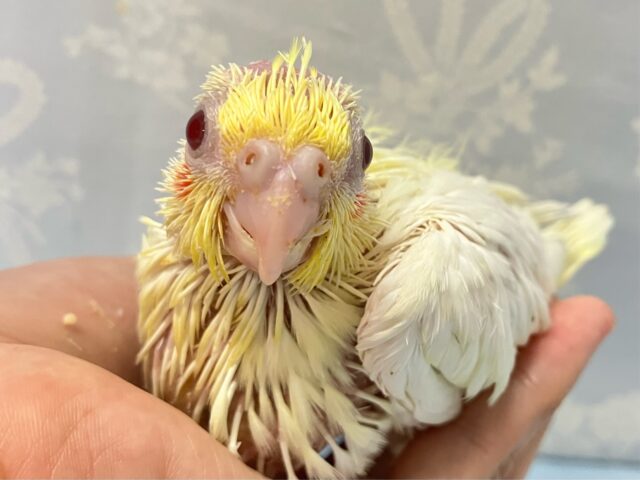 オカメインコ