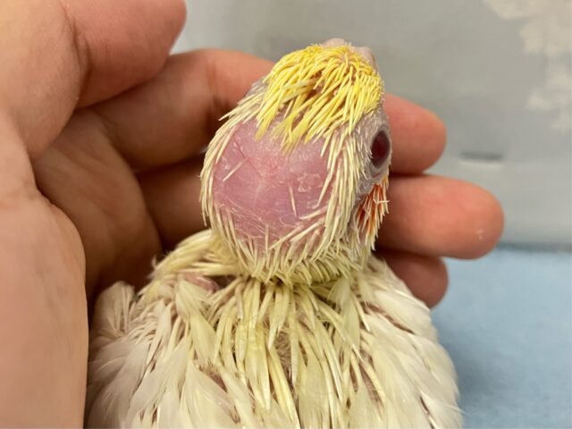 オカメインコ