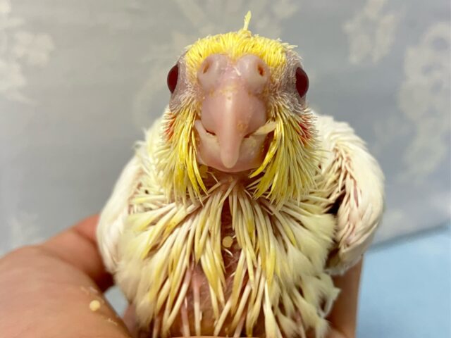 オカメインコ