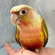 翼を広げPassionを解き放て❤️‍🔥 ウロコインコ(パイナップル2024年5月生まれ)