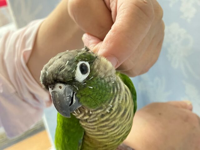 ✨最新画像✨ミドリのツバサの甘えんぼ〜💕ホオミドリウロコインコ（ノーマル）　2022年4月生まれ