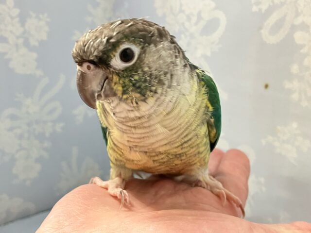 最新画像✨包まれ隊のブルー担当？！🤭💙ワキコガネウロコインコ（ブルー）　2022年3月生まれ