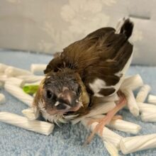 白い雫がポチョリん💧🤍ྀི十姉妹(ノーマル2024年8月生まれ)