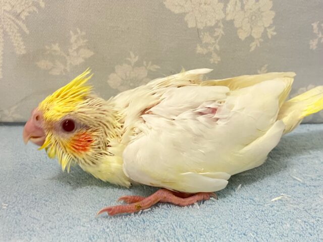 オカメインコ