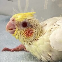 わくわくゆらゆらマーガレット❁⃘🤍꙳︎︎ ⟡オカメインコ(ルチノー2024年8月生まれ)