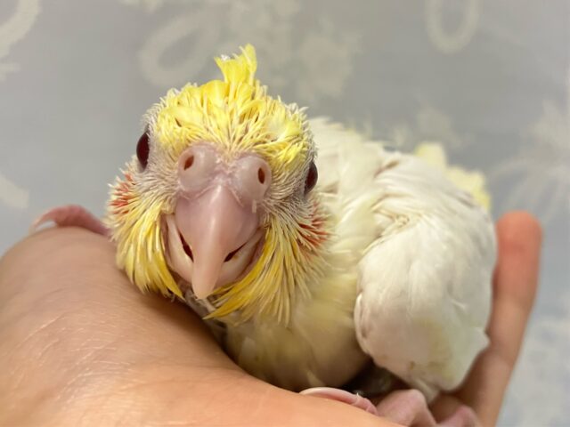 オカメインコ