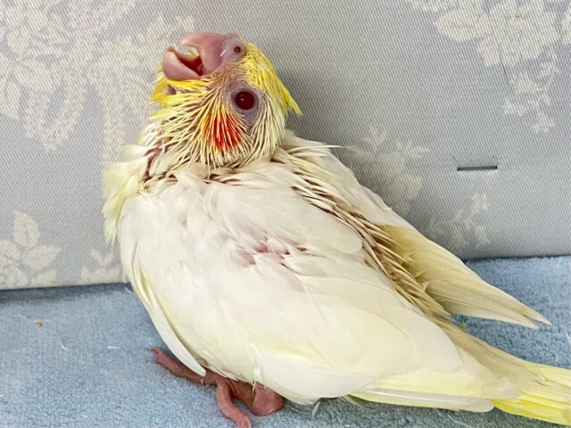 オカメインコ