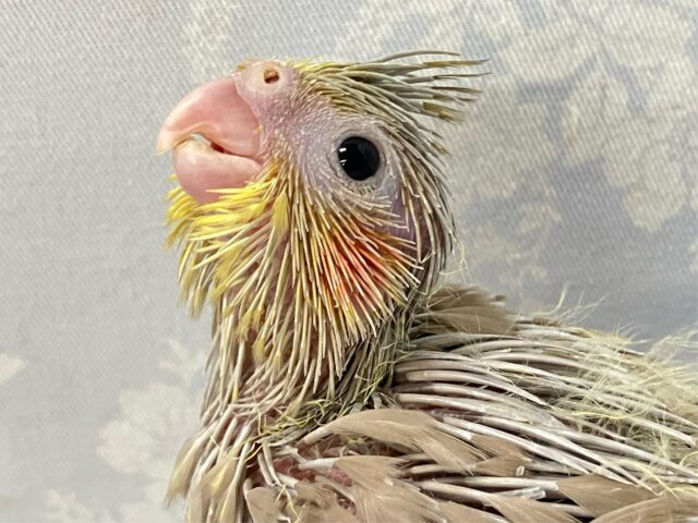 オカメインコ