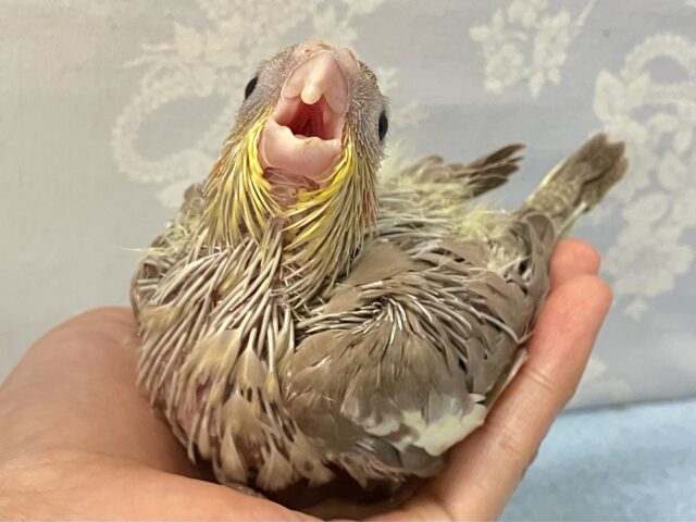 オカメインコ