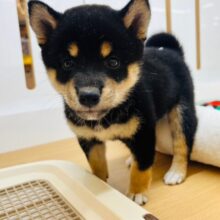 可愛すぎてすみませんねぇ〜♥豆柴犬ちゃん！