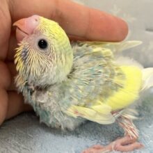 シュワっと好奇心❣️lemonサイダー🍋 .*🍹セキセイインコ(パステルレインボーパイド2024年9月生まれ)