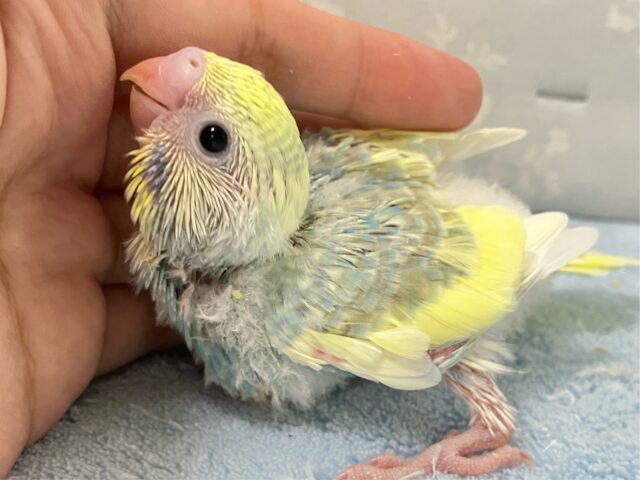 シュワっと好奇心❣️lemonサイダー🍋 .*🍹セキセイインコ(パステルレインボーパイド2024年9月生まれ)