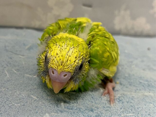 セキセイインコ