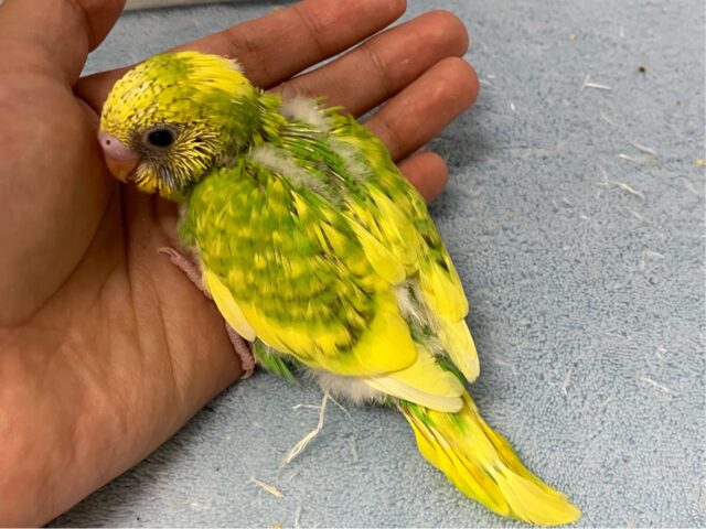 セキセイインコ