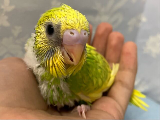 セキセイインコ