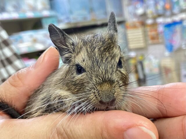 ワクワク探しはお耳のアンテナで！👂‪‪‪‪🤎ྀི🌟⋆꙳デグー(アグーチ2024年7月生まれ)