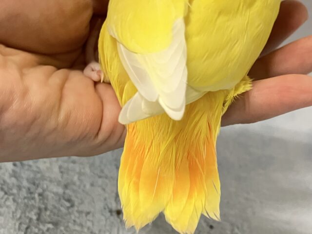 コザクラインコ（小桜インコ）