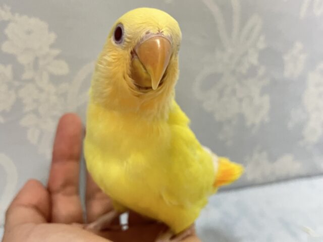 コザクラインコ（小桜インコ）