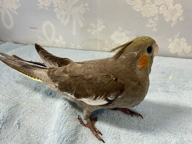 オカメインコ