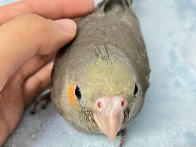 オカメインコ